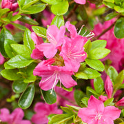 japansk azalea "Kermesina"
