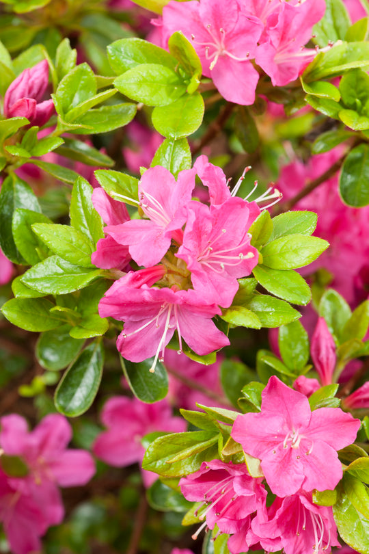 japansk azalea "Kermesina"