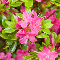 japansk azalea "Kermesina"