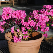 japansk azalea "Kermesina"