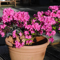 japansk azalea "Kermesina"