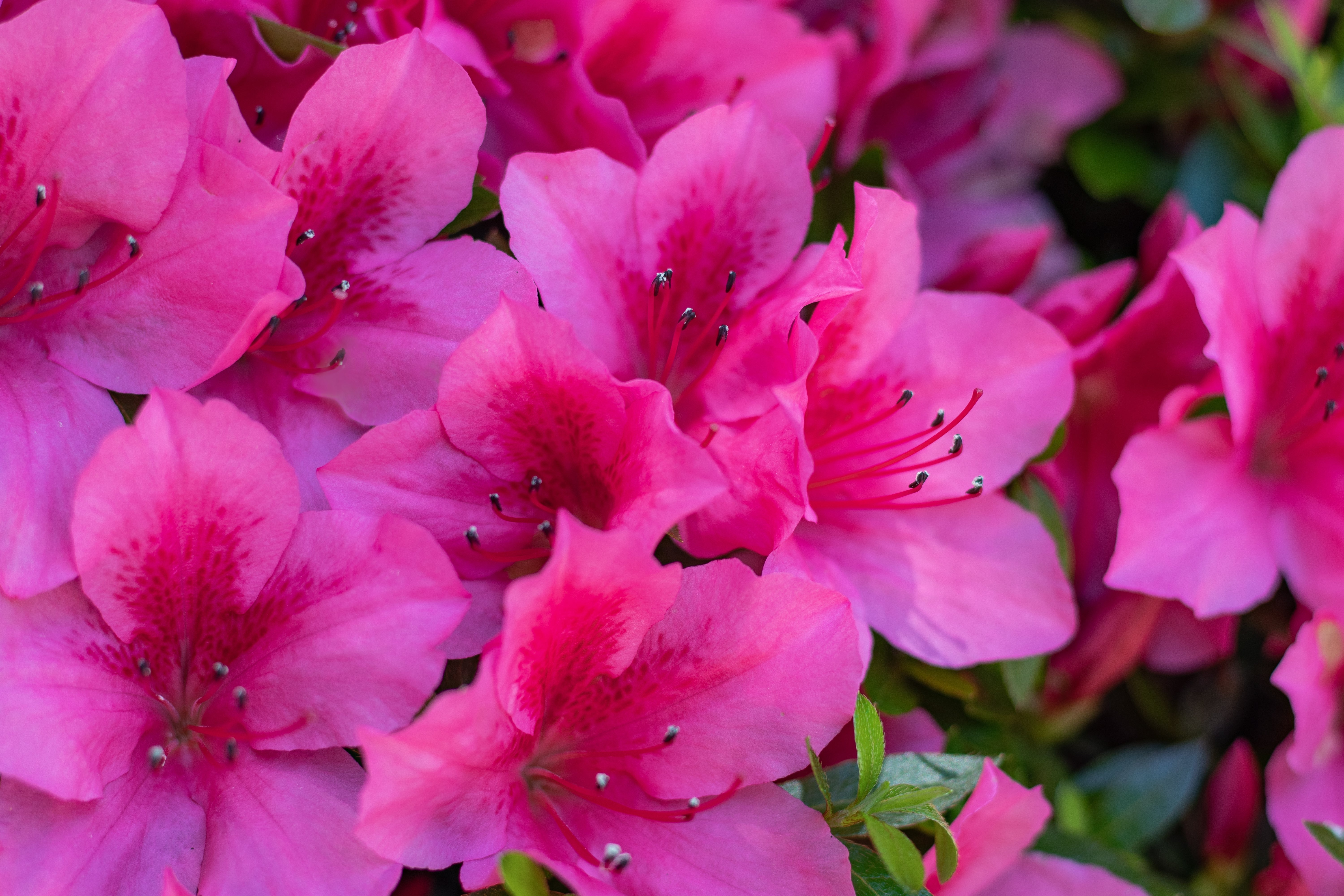 japansk azalea "Kermesina"