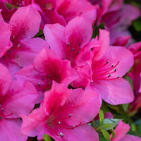 japansk azalea "Kermesina"