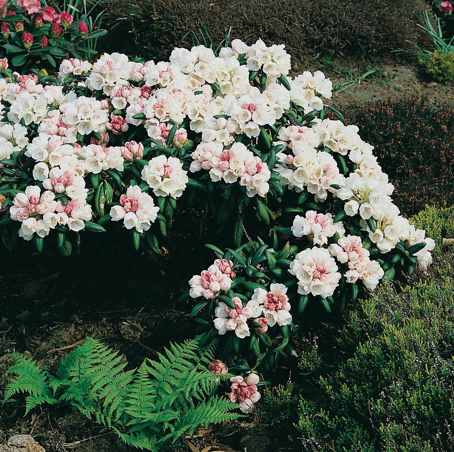 yakushimanum-rododendron 'Koichiro Wada'