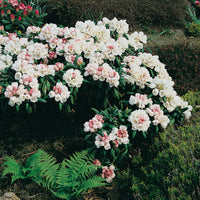 yakushimanum-rododendron 'Koichiro Wada'
