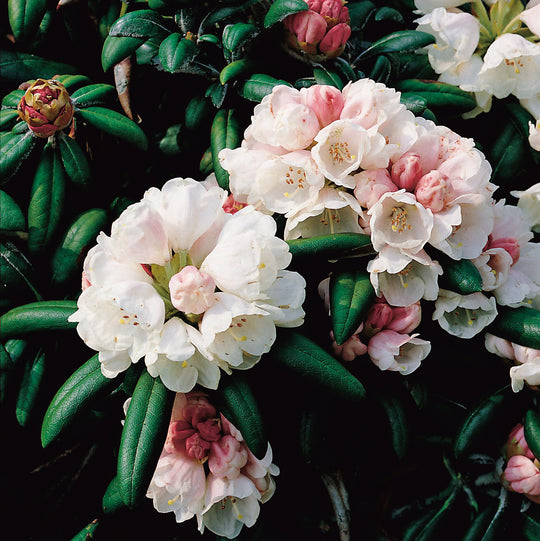yakushimanum-rododendron 'Koichiro Wada'