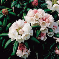 yakushimanum-rododendron 'Koichiro Wada'