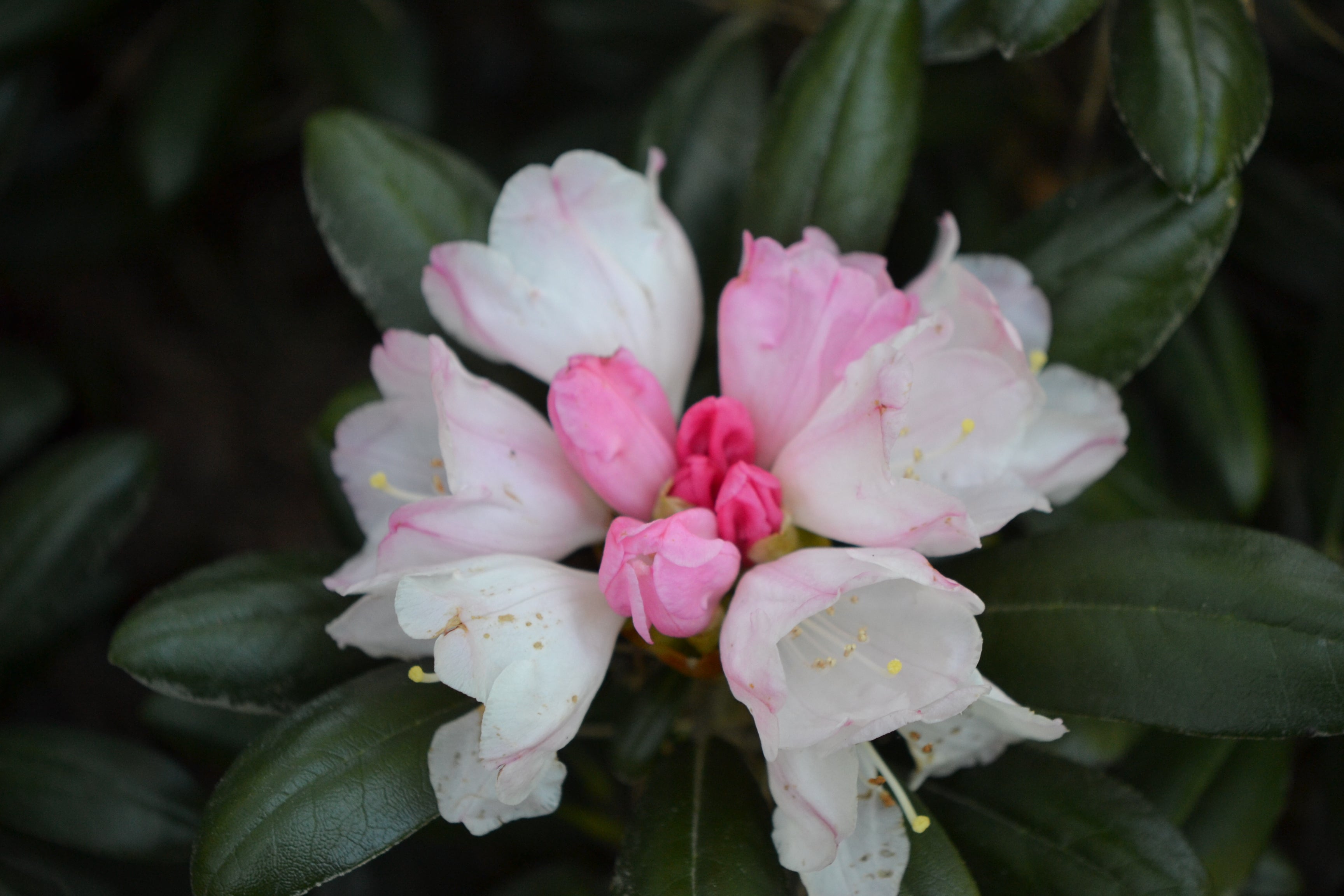 yakushimanum-rododendron 'Koichiro Wada'