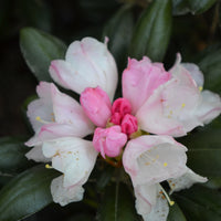 yakushimanum-rododendron 'Koichiro Wada'