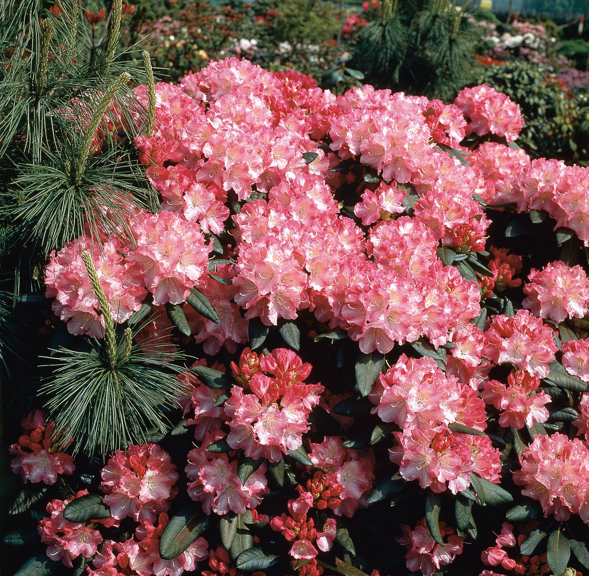 yakushimanum-rododendron 'Morgenrot'