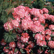yakushimanum-rododendron 'Morgenrot'