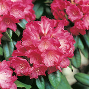 yakushimanum-rododendron 'Morgenrot'
