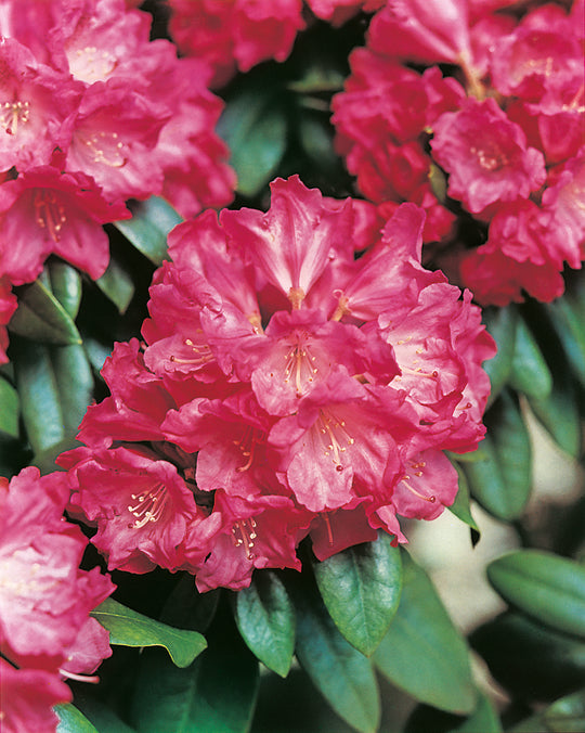 yakushimanum-rododendron 'Morgenrot'