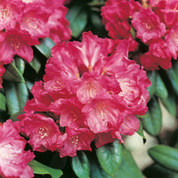 yakushimanum-rododendron 'Morgenrot'
