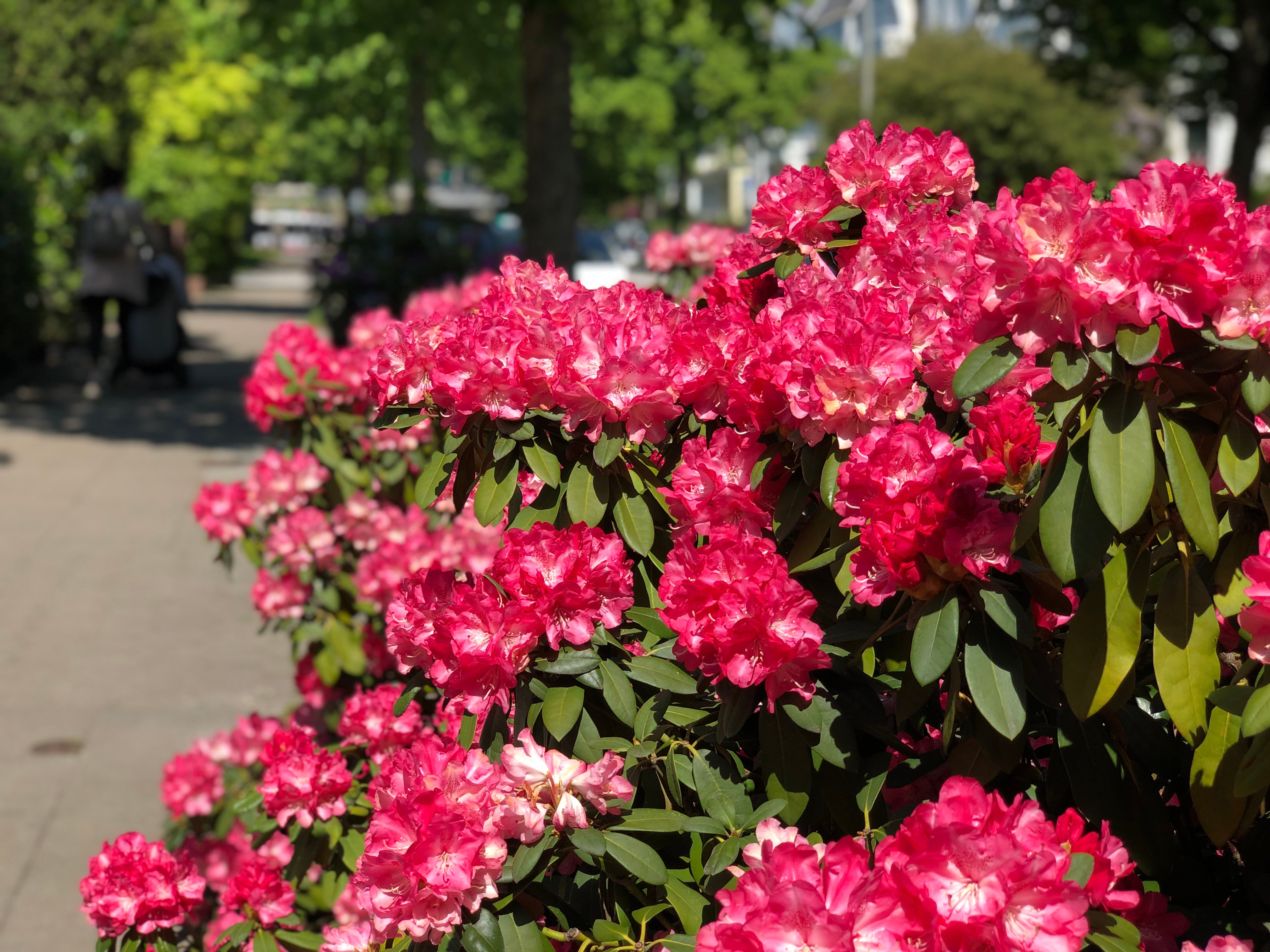 yakushimanum-rododendron 'Morgenrot'