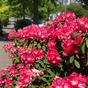yakushimanum-rododendron 'Morgenrot'