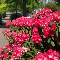 yakushimanum-rododendron 'Morgenrot'