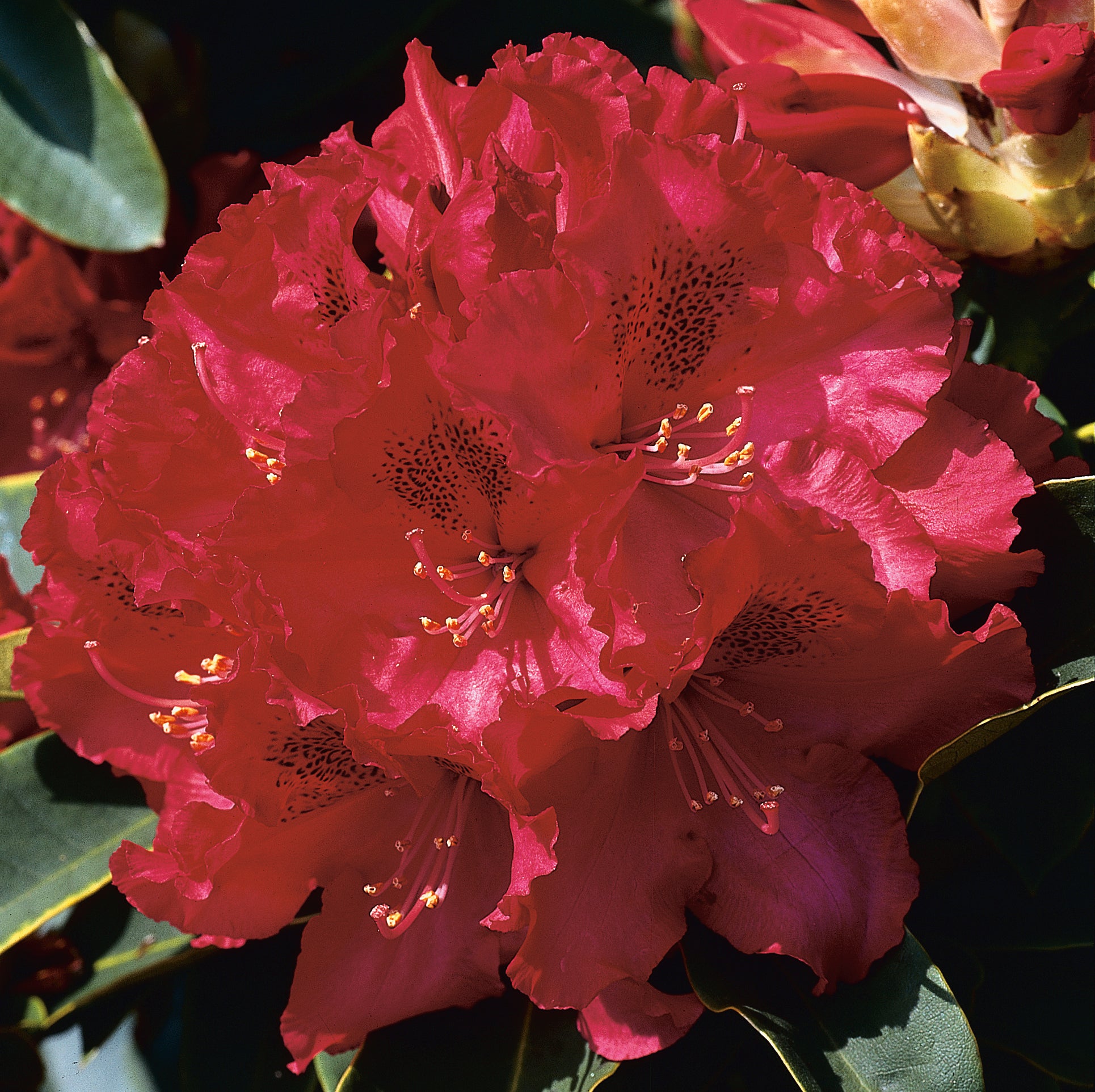 parkrododendron 'Nova Zembla'