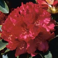 parkrododendron 'Nova Zembla'
