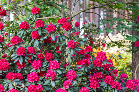 parkrododendron 'Nova Zembla'