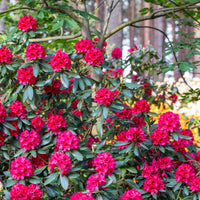 parkrododendron 'Nova Zembla'
