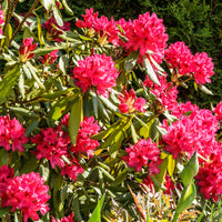 parkrododendron 'Nova Zembla'