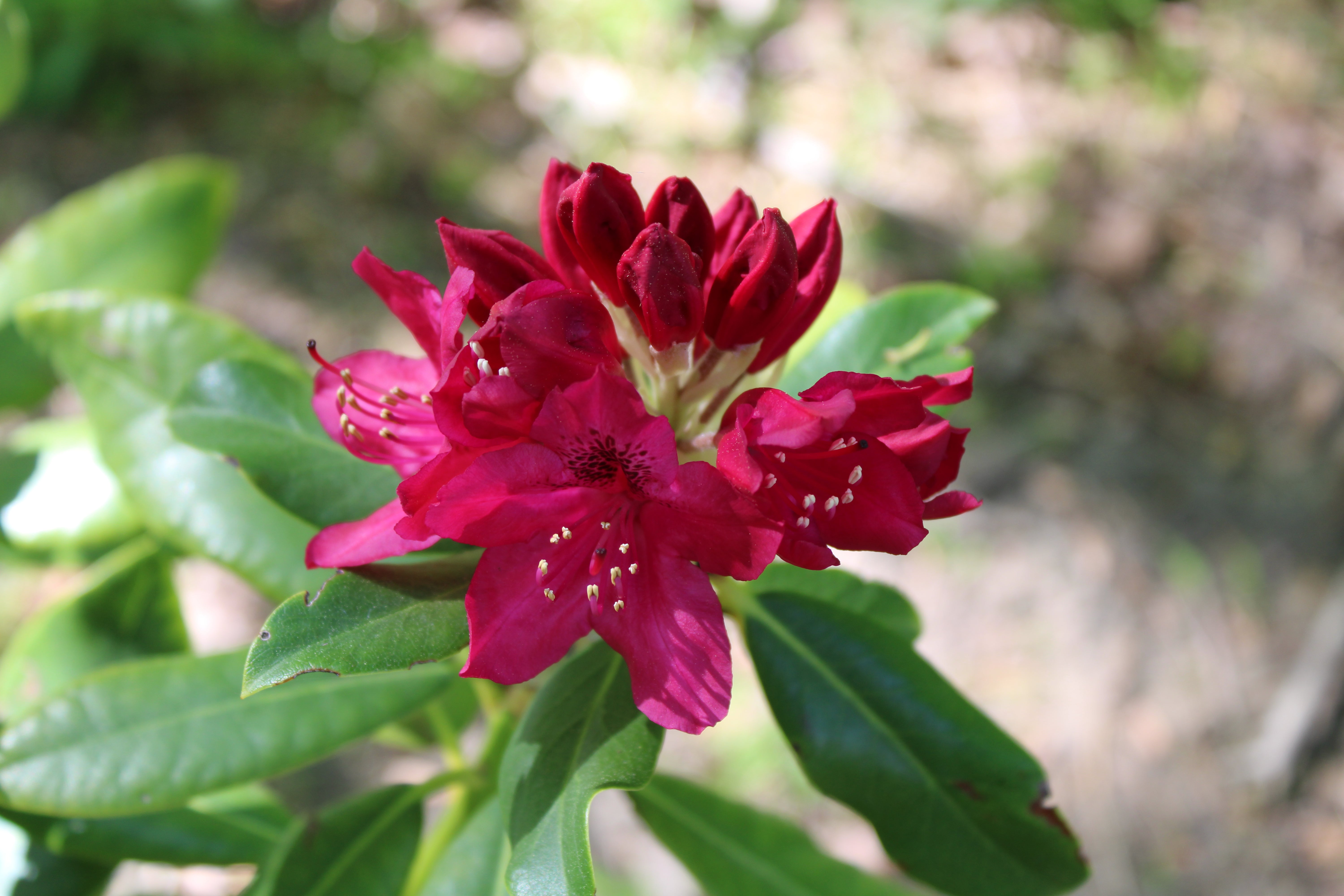 parkrododendron 'Nova Zembla'