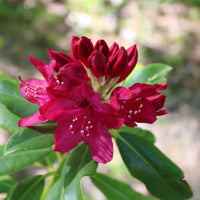 parkrododendron 'Nova Zembla'