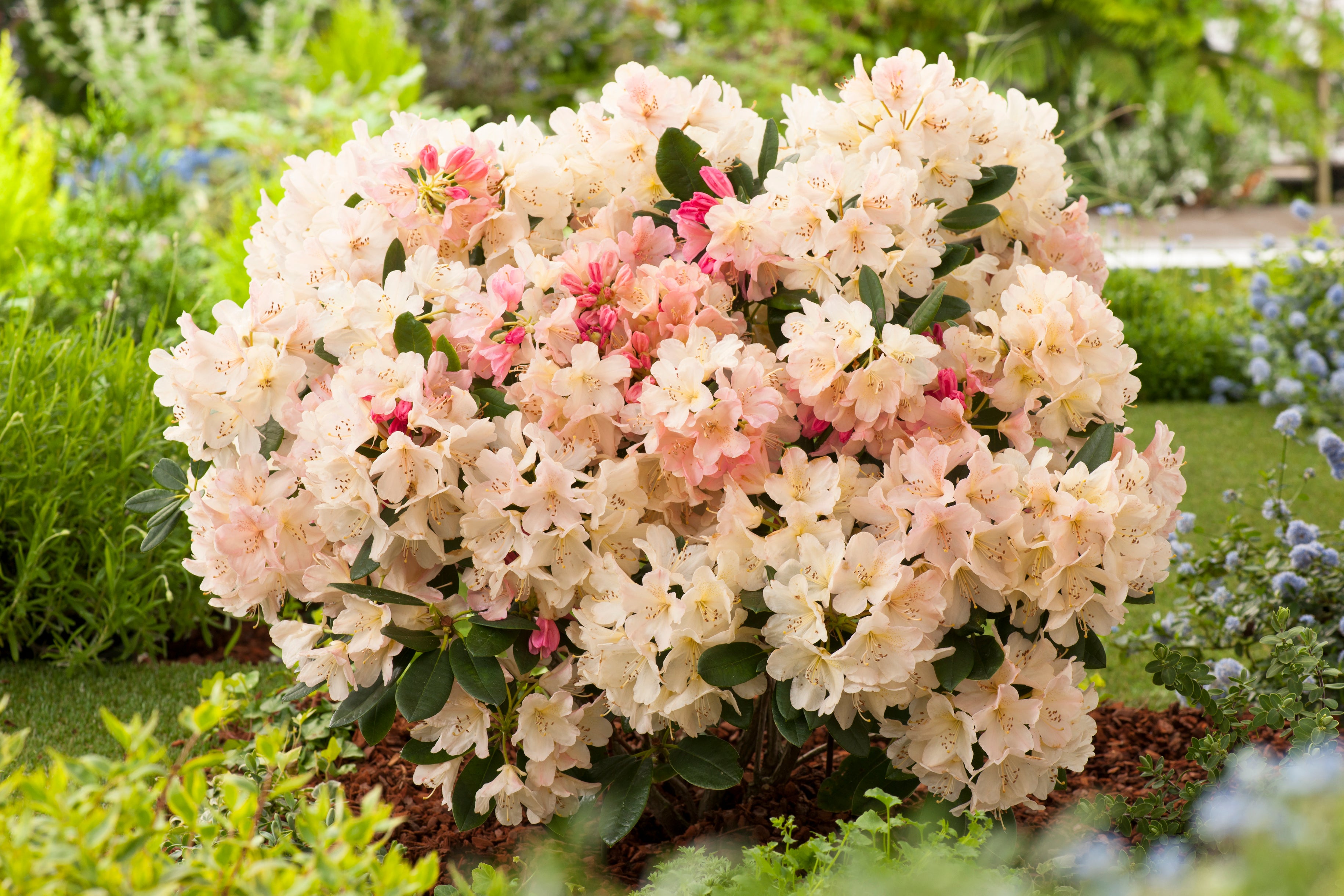 yakushimanum-rododendron 'Percy Wiseman'