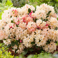 yakushimanum-rododendron 'Percy Wiseman'