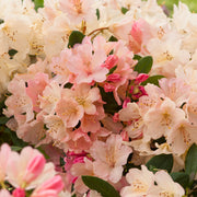 yakushimanum-rododendron 'Percy Wiseman'