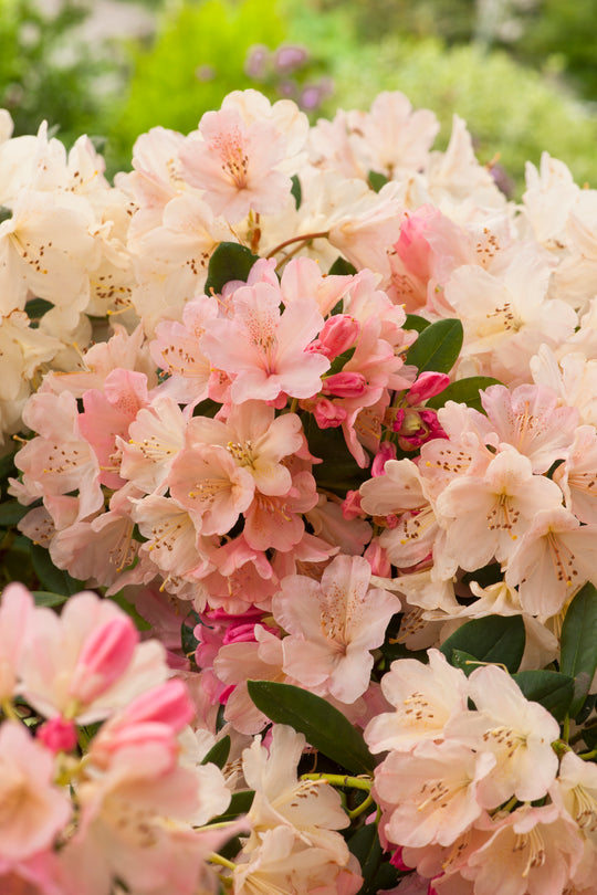 yakushimanum-rododendron 'Percy Wiseman'