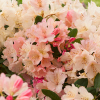 yakushimanum-rododendron 'Percy Wiseman'