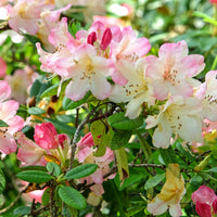 yakushimanum-rododendron 'Percy Wiseman'