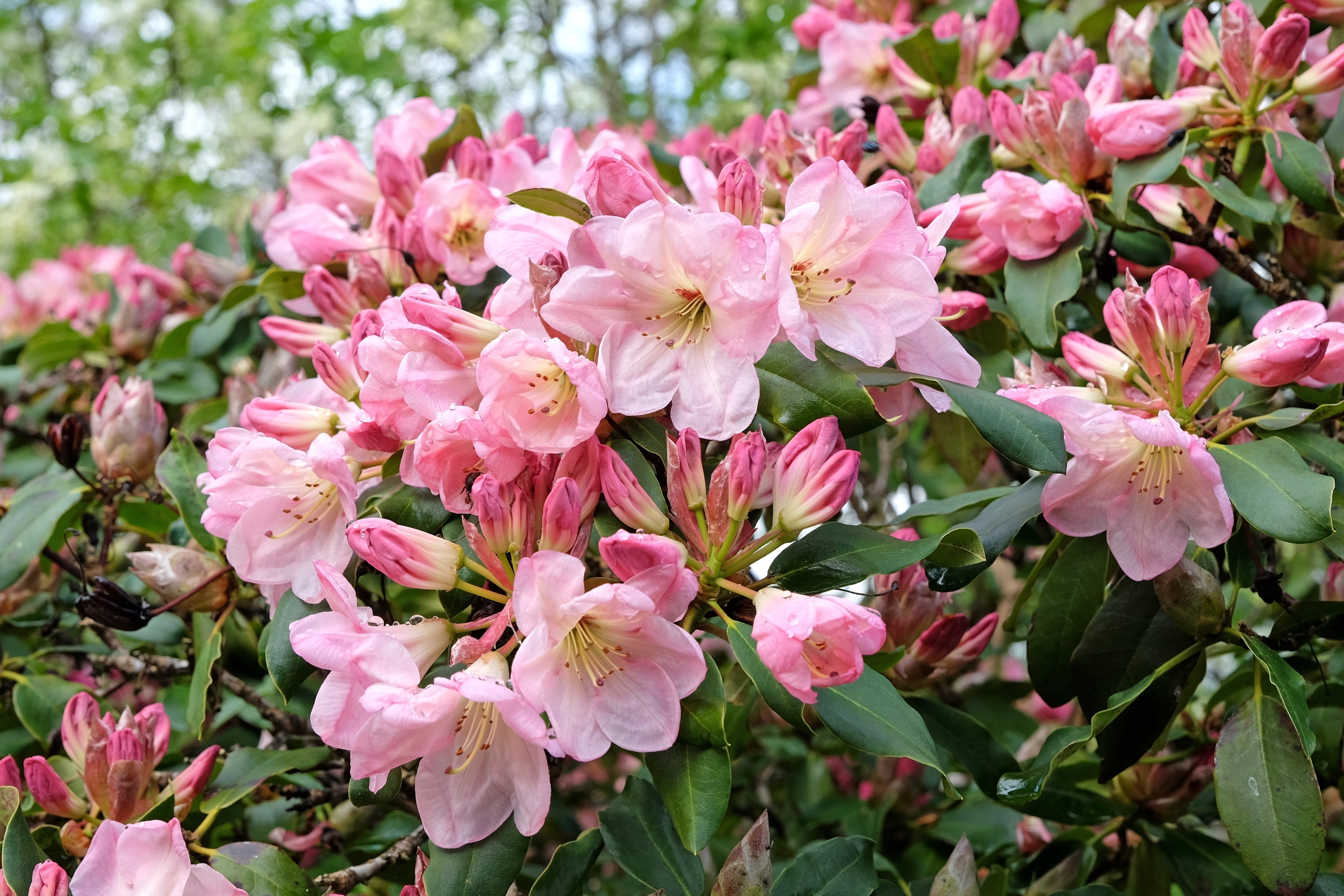 yakushimanum-rododendron 'Percy Wiseman'