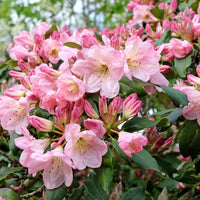 yakushimanum-rododendron 'Percy Wiseman'