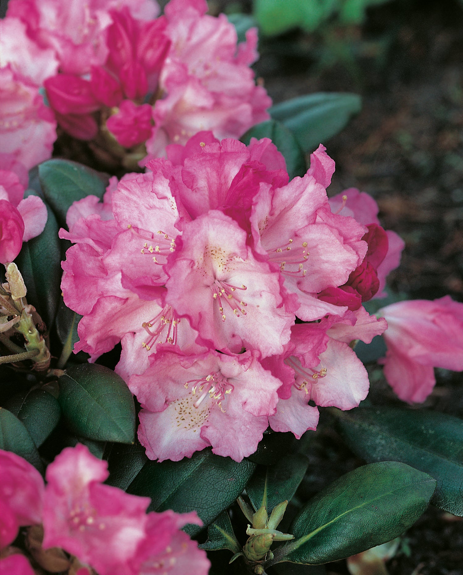 yakushimanum-rododendron 'Polaris'