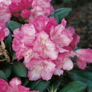 yakushimanum-rododendron 'Polaris'
