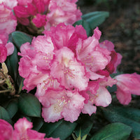 yakushimanum-rododendron 'Polaris'
