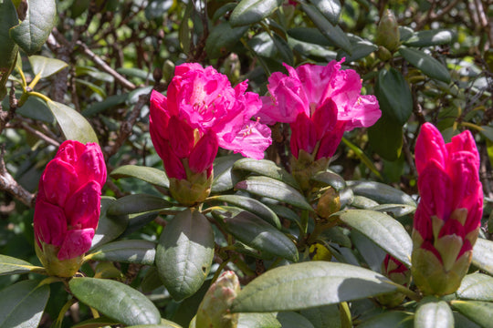 yakushimanum-rododendron 'Polaris'