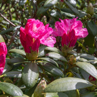 yakushimanum-rododendron 'Polaris'