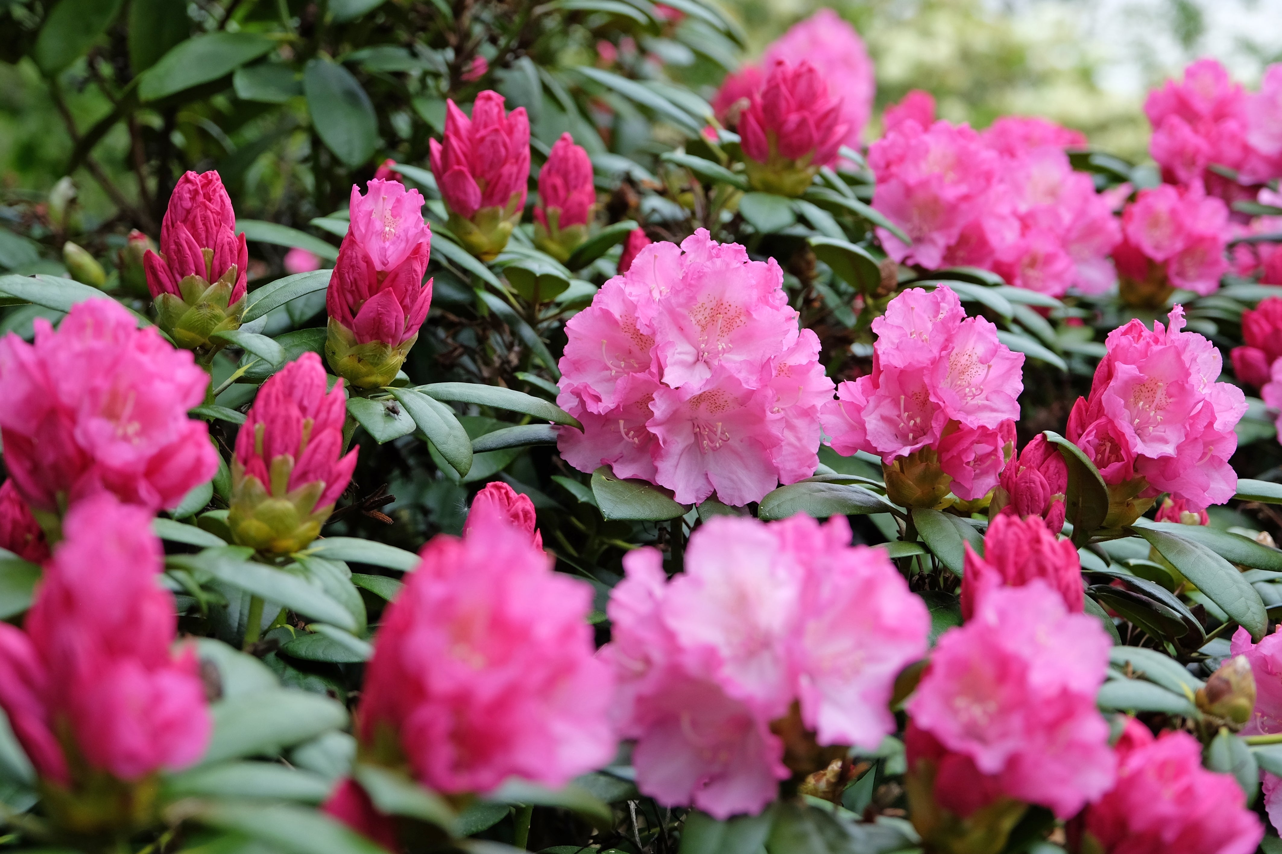 yakushimanum-rododendron 'Polaris'