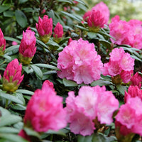 yakushimanum-rododendron 'Polaris'