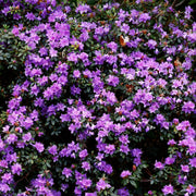 lapponicum-alpros 'Ramapo'