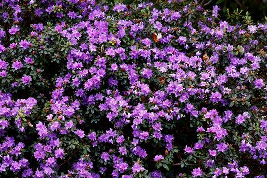 lapponicum-alpros 'Ramapo'