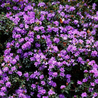 lapponicum-alpros 'Ramapo'