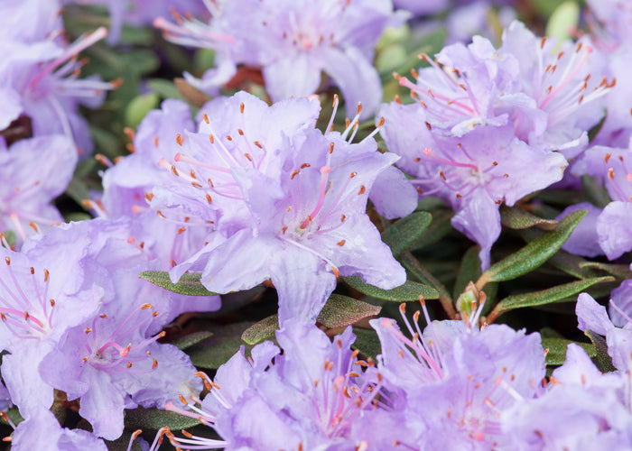 Rhododendron 'Ramapo', 20-25 cm