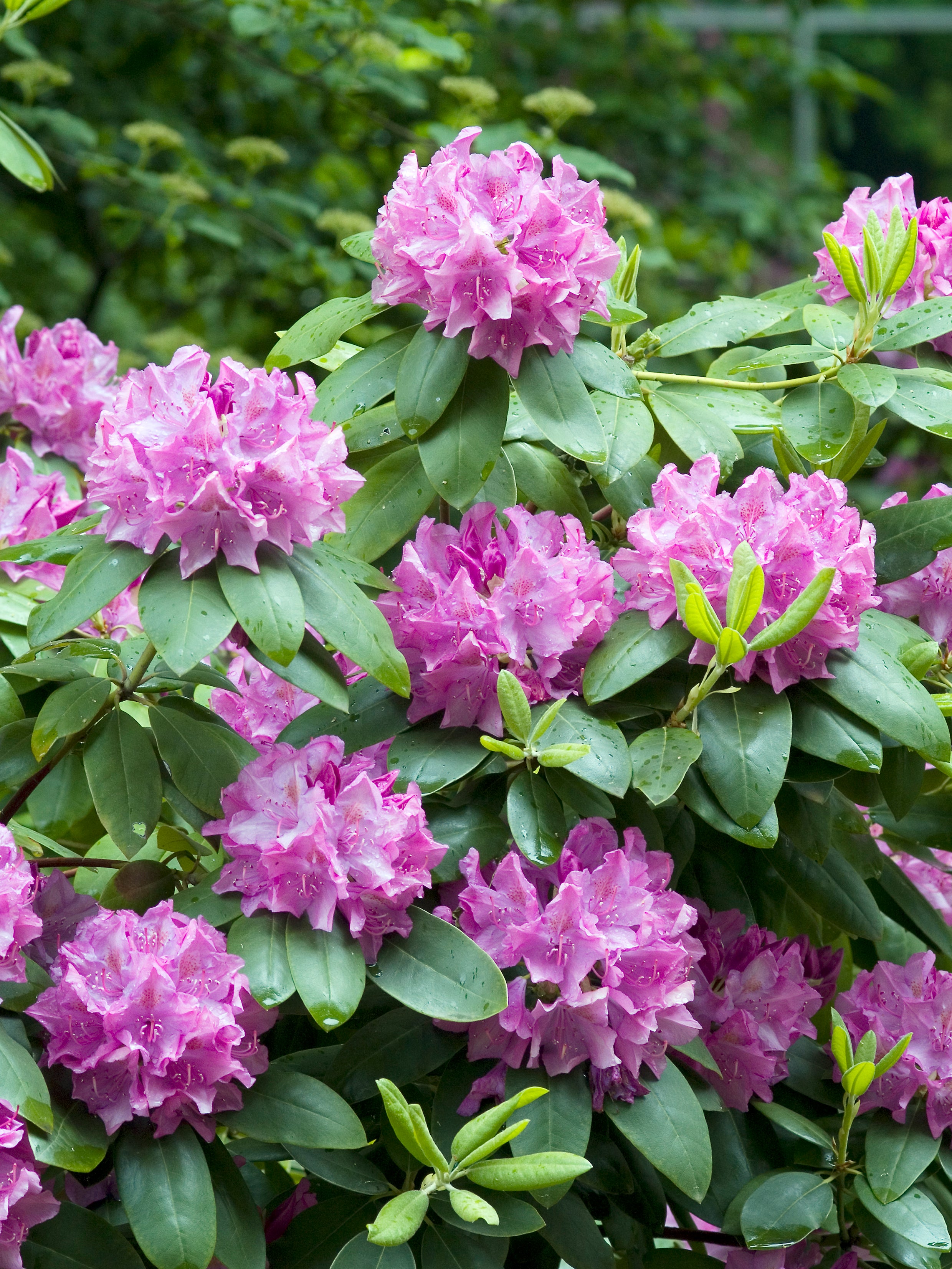 parkrododendron 'Roseum Elegans'
