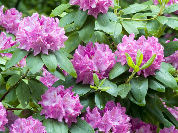 parkrododendron 'Roseum Elegans'