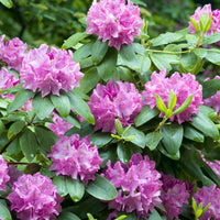 parkrododendron 'Roseum Elegans'